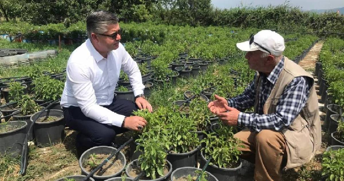 Az suyla yetişiyor, üreticilerin yeni gözdesi oluyor: Şekerden daha çok tat veriyor: Kilosu 1750 TL
