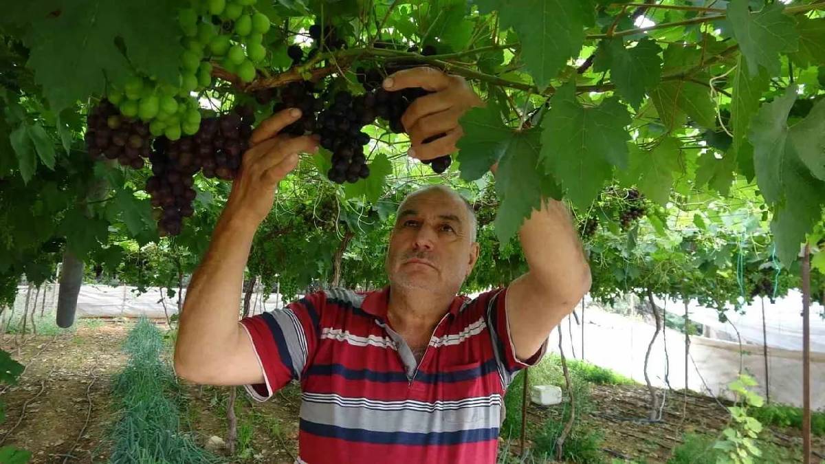 İşçiliği az, getirisi iyi! ‘Siyah inci’ hasadı başladı, kilosu 250 TL