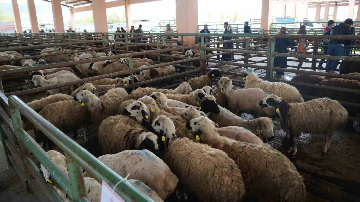 Bayram yaklaşıyor hayvancılar dert yanıyor! Pazarlar bu yıl boş kaldı