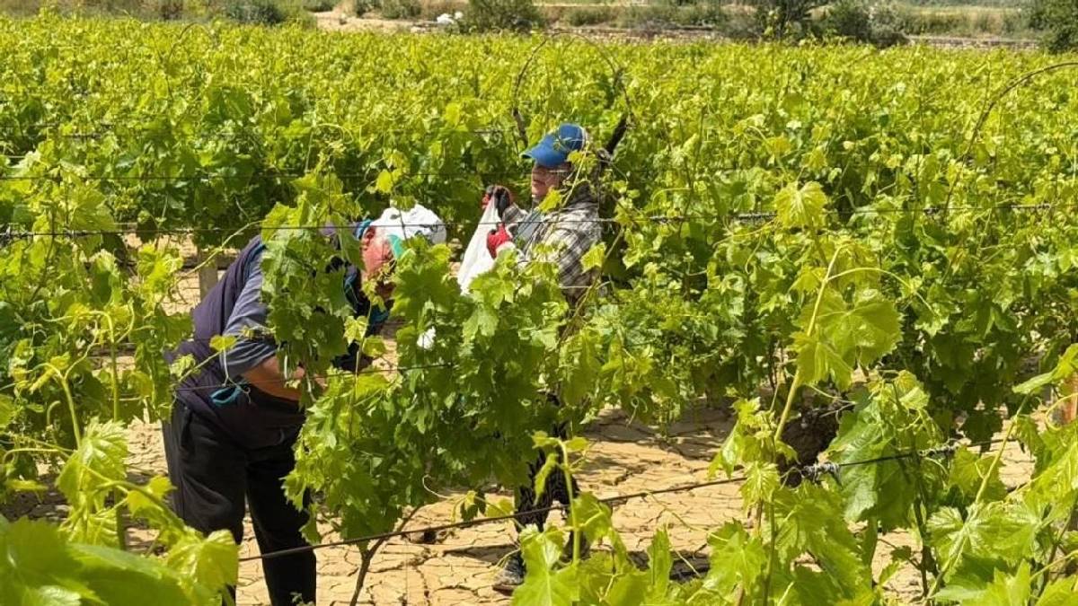Sabahın ilk ışığında toplamaya başlıyorlar! Hiçbir ilaç kullanılmadan yetişiyor