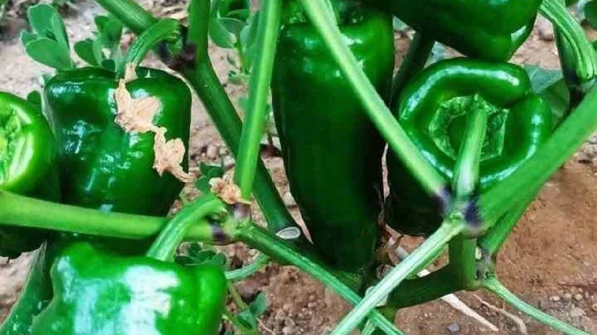 Ata tohumdan üretiliyor, alıcısı çok oluyor! Kilosu 400 TL’den satılıyor