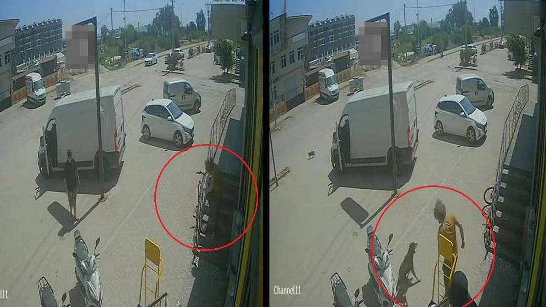 Antalya’da hayvanlara şiddet infial yarattı: Kedi ve köpeğe eziyet eden şahıs sınır dışı ediliyor