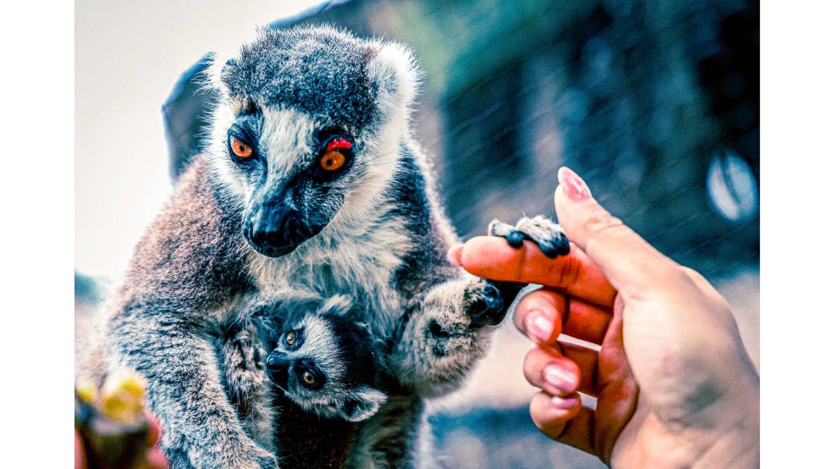 Antalya Doğal Yaşam Parkı’nda yavru lemur sevinci: Ailenin yeni üyesi “Zabumafu” oldu