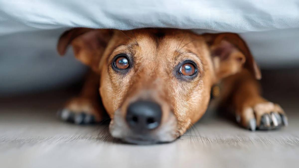 Araştırma: Köpeklerde kaygı sanılandan daha yaygın