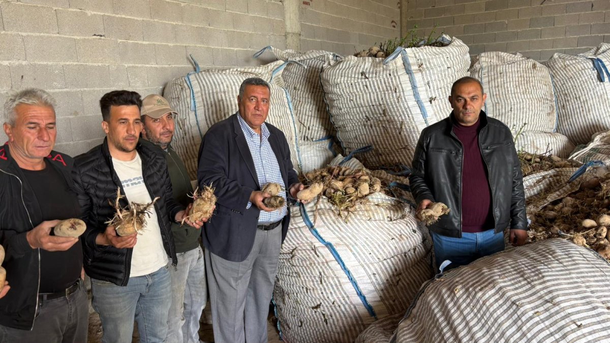 Tarlada 3, markette 20 lira! iflas eden çiftçinin isyanı: "Artık ekmeyeceğim, hamallık yapacağım"