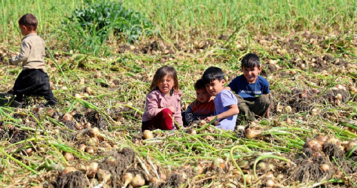 Okula gitmek yerine tarlaya koşuyorlar: Kimse yasak dinlemiyor, soğan tarlalarında çalışıyor