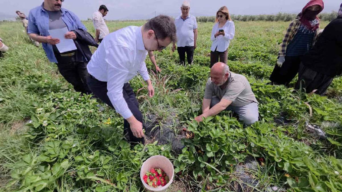 'Lokum tadında’ ürünün hasadı başladı! Tarlada 80 TL’ye satılıyor
