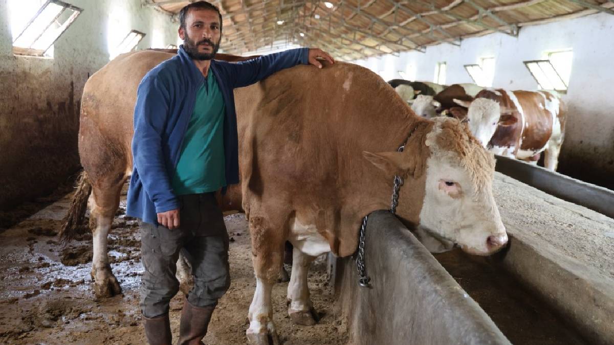 Tam 1 ton 200 kilogram! 420.000 TL değerindeki tosun alıcısını bekliyor