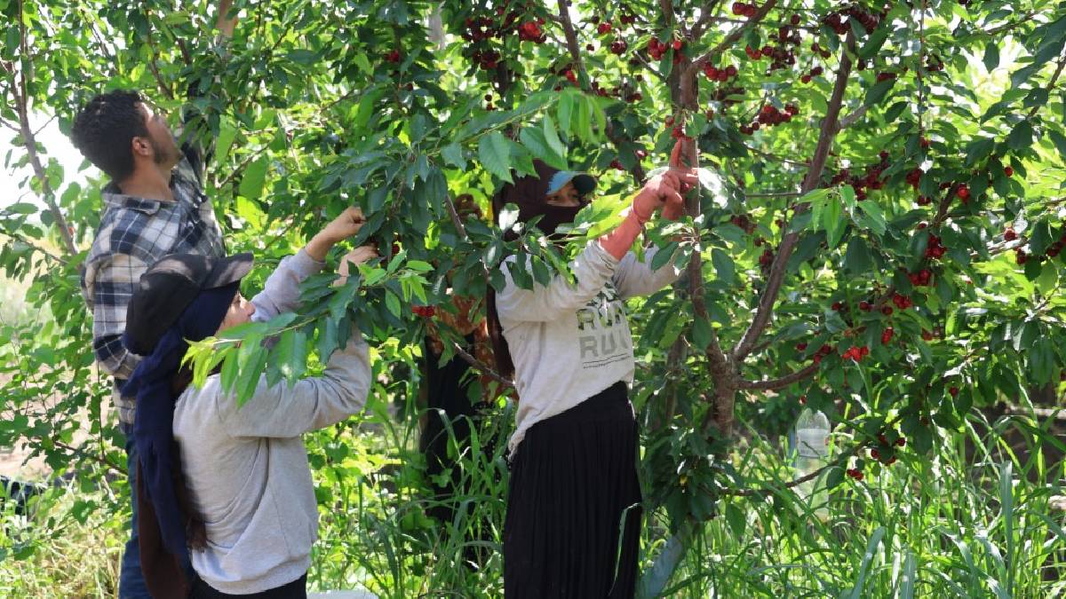 Adana’da üretiyor dünyaya ihraç ediyor! Dönüme 10 ton ürün alıyor