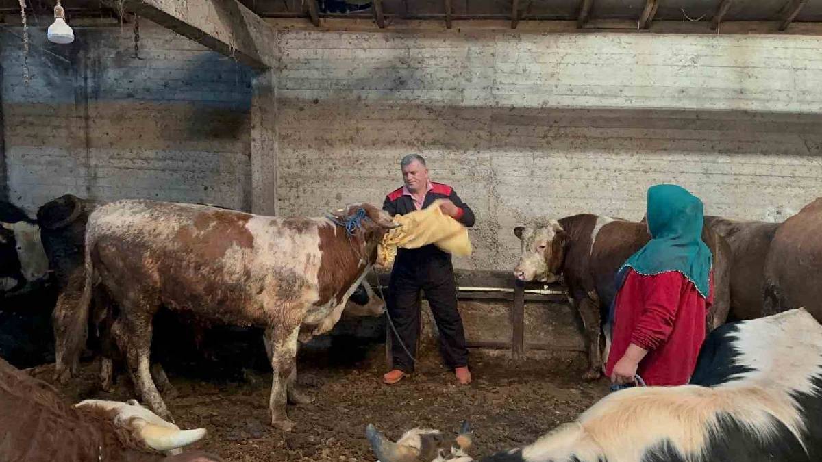 Bayrama sayılı günler kala hareketlilik arttı! Kilosu ortalama 850 TL’den başlıyor