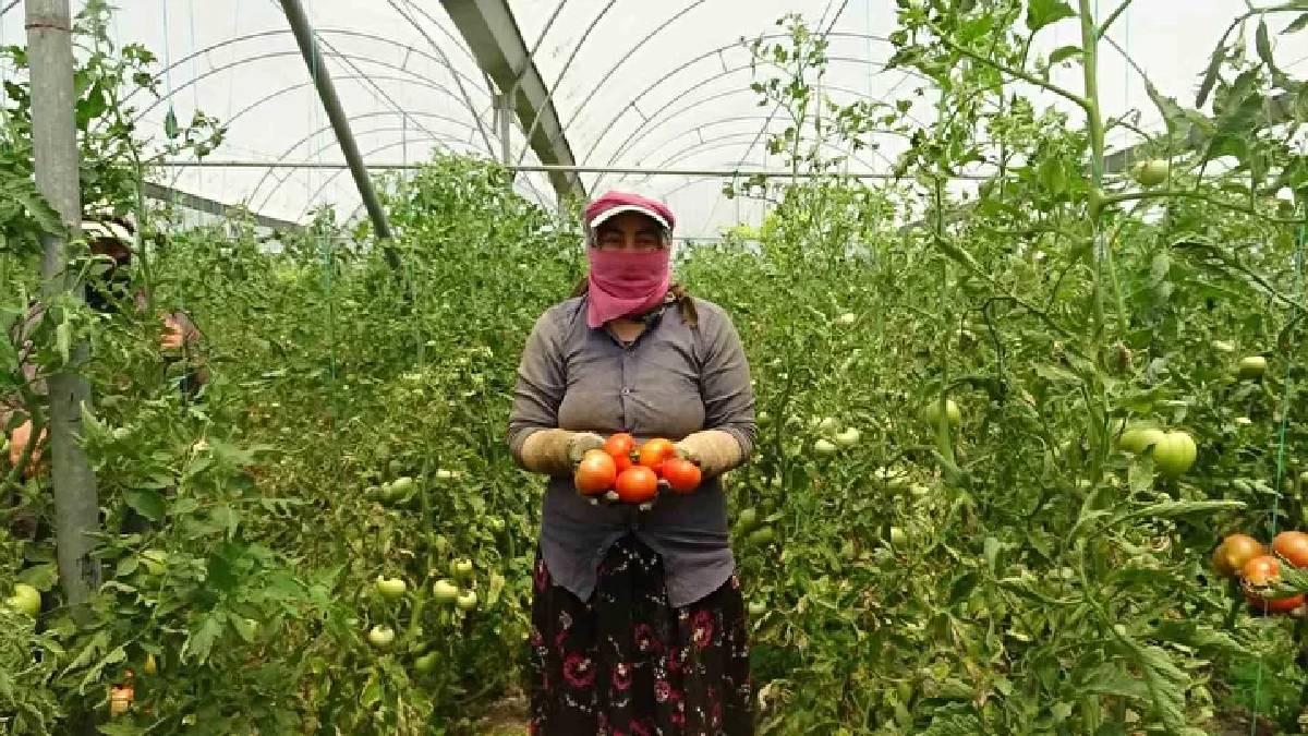 Yağışlar verimi etkiledi, hasat başladı! Kilosu 60 TL’den satılıyor