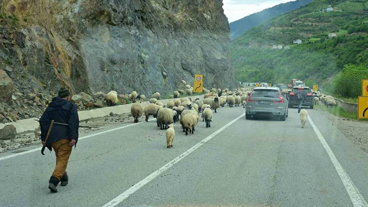 Geleneksel göç başladı! Küçükbaşlar Gümüşhane yaylaları yolunda