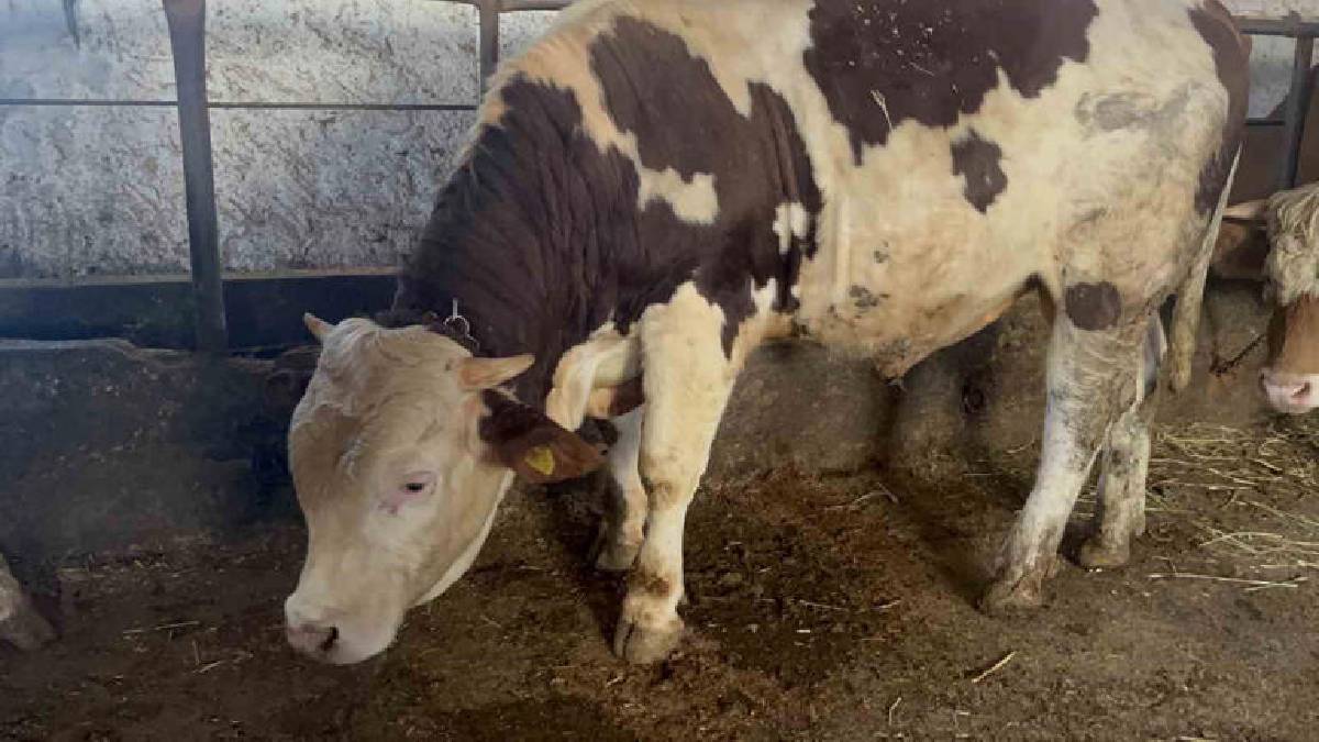 Özel yemlerle besleniyor, bebek gibi bakılıyor! 600 kiloluk Varto göz kamaştırıyor