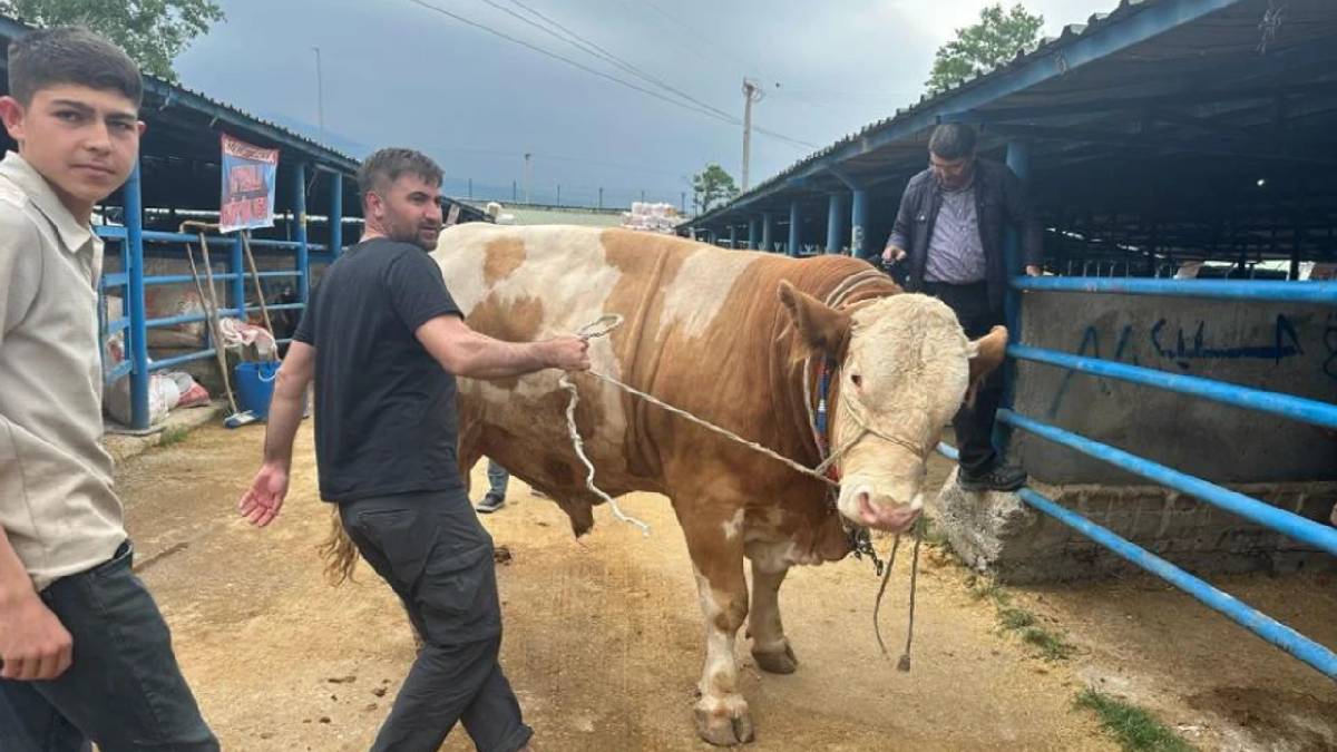 Bursa’da 1.2 tonluk tosun görücüye çıktı! 650 kg et bekleniyor