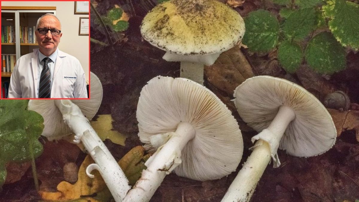 Doğada mantarla birlikte tüketim de arttı! Prof. Dr. Gündüz’den ‘Sağlığınızdan olmayın’ uyarısı