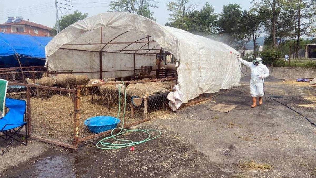 Kurban pazarı denetlendi, kurban yakalama timi kuruldu