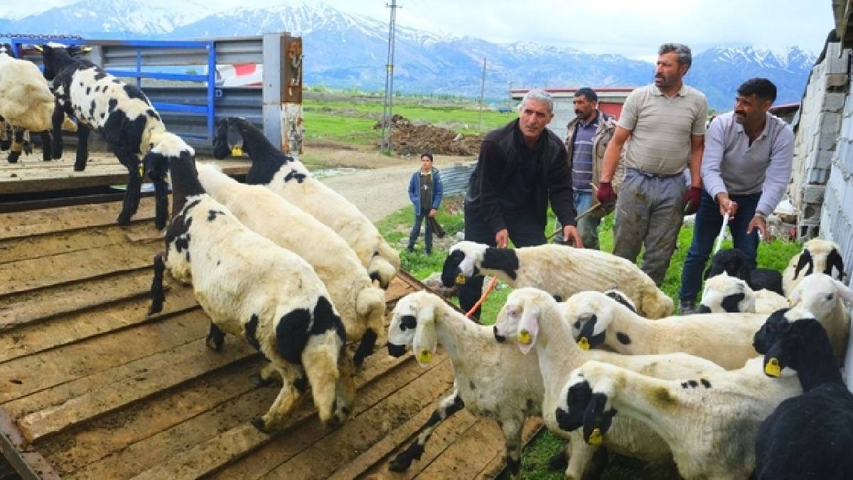 Meşhur tulum peyniri için mesai başlıyor! Üreticiler yüksek rakımlı yayla yolculuğuna hazır