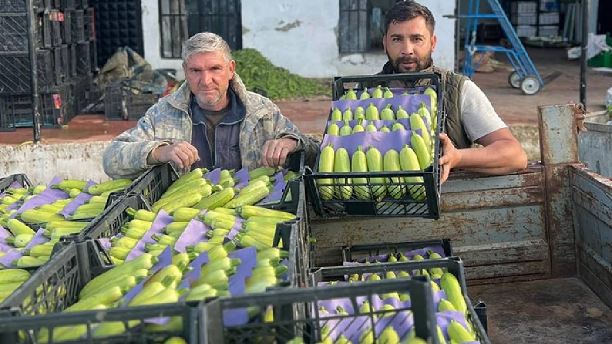 Yılın ilk hasadı yapıldı, fiyatı 30 lira oldu! ‘Verimi, kalitesi, fiyatı bizleri mutlu etti’