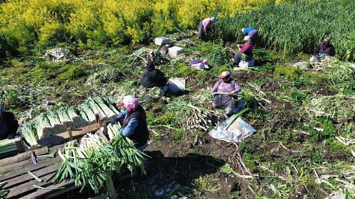 Dönüm başına 4-4,5 ton verim alınıyor! Kilosu 10 TL’den yok satıyor