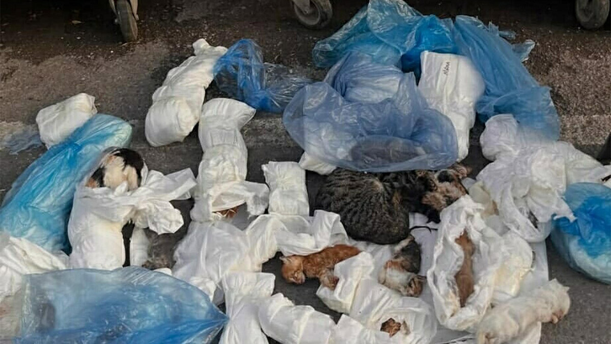 İzmir'de vahşet! Poşetler içerisinde 33 ölü kedi bulundu
