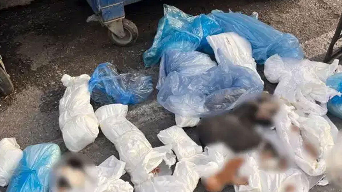 İzmir'de 33 kedi poşette ölü bulunmuştu: 1 veteriner hekim gözaltına alındı