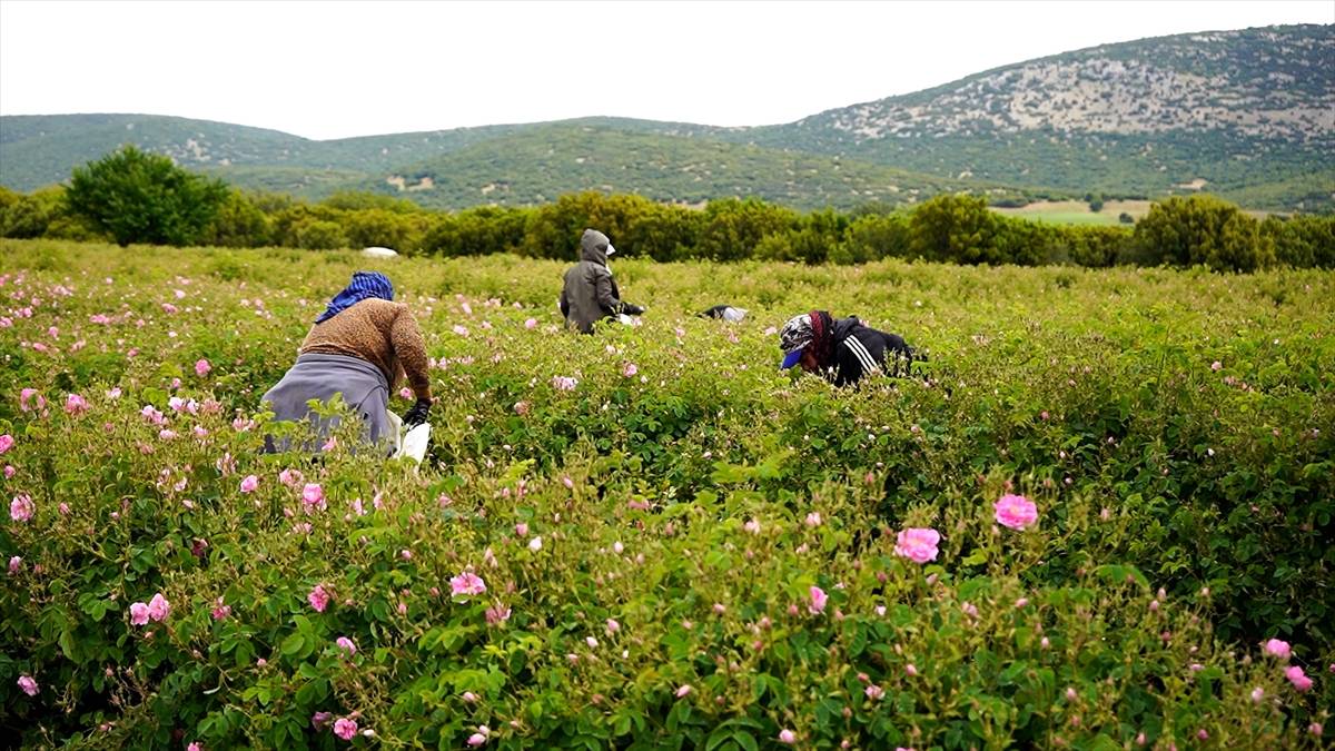 Dünya üretiminin %65’i bu ilimizde! Türkiye’nin ‘Gül bahçesinde’ hasat zamanı