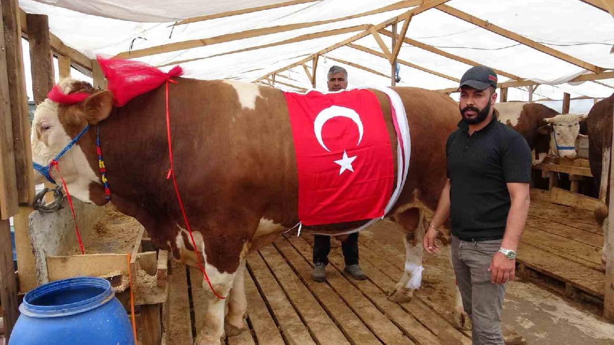 1 tonu aşan boğalar heybetleriyle dikkat çekiyor! ‘Şu anda rakibi yok’