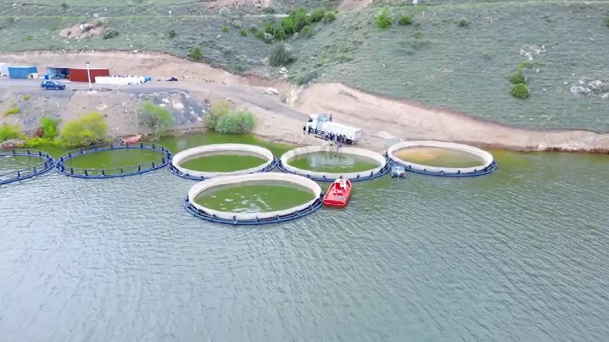 Erzincan’da yılın ilk alabalık hasadı başladı! Üretim yerel kalkınmaya katkı sağlıyor