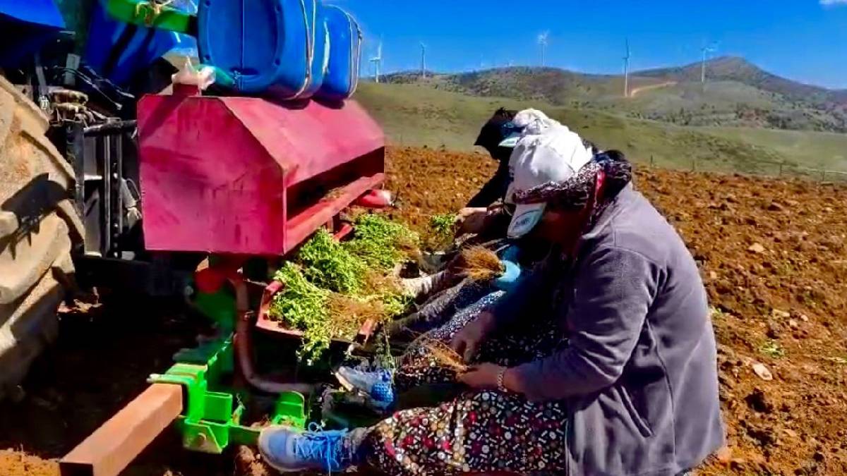 Kıraç ve atıl arazilerde kekik ekimi başladı! Ekonomiye ve doğaya kazandırılacak