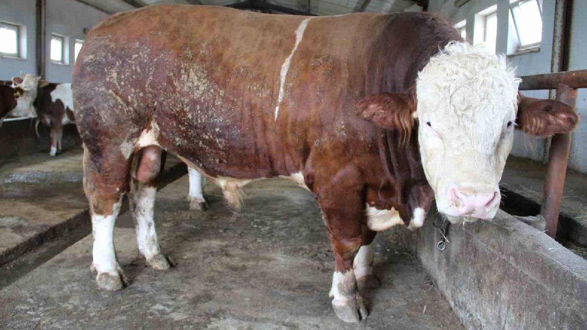 Adının hakkını veren ‘Tosun Paşa’ alıcısını bekliyor! Tam 1,5 ton