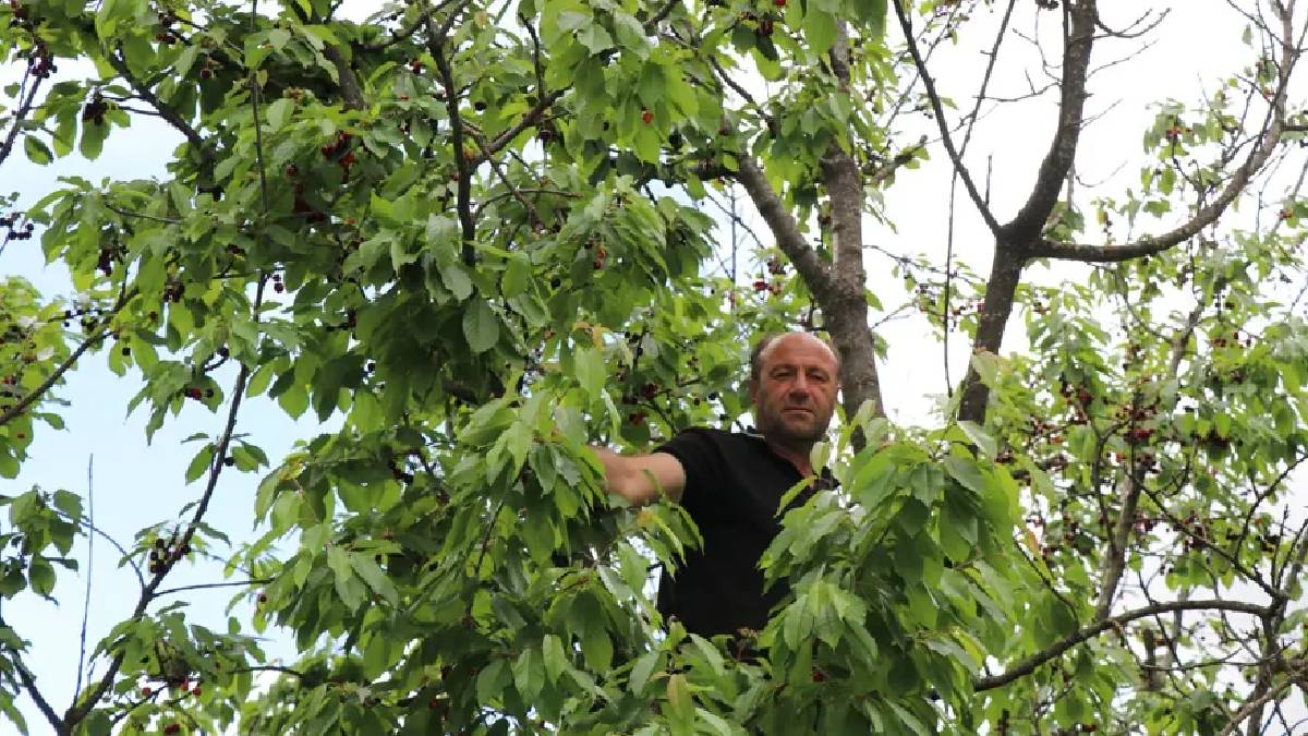 830 rakımda yetişiyor! İlk hasadı satmıyor ikram ediyorlar