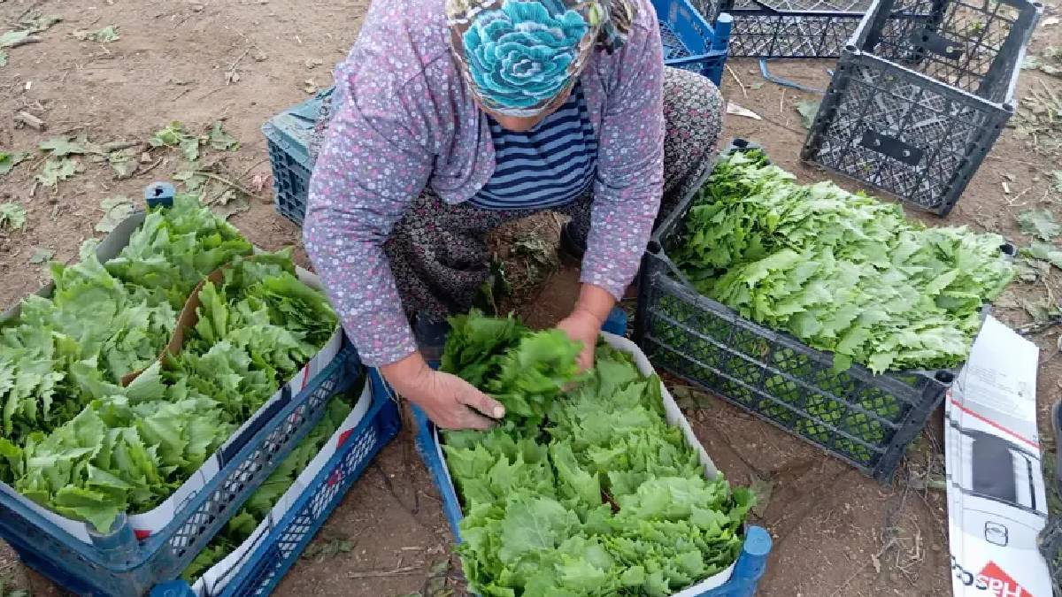 Üreticiye erken kazanç sağlıyor! ‘Yeşil altın’ 70 ila 90 TL’den alıcı buluyor