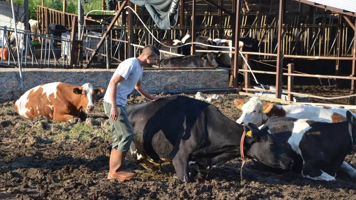 2 taneyle başladı sayılarını 55’e çıkardı! Günde 250 litre süt alıyor