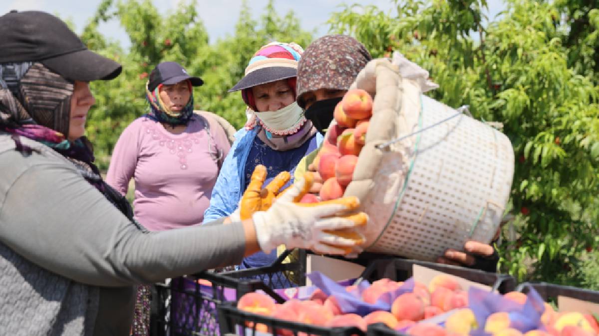 Adana erkenci hasada başladı! Tarlada kilosu 20 TL
