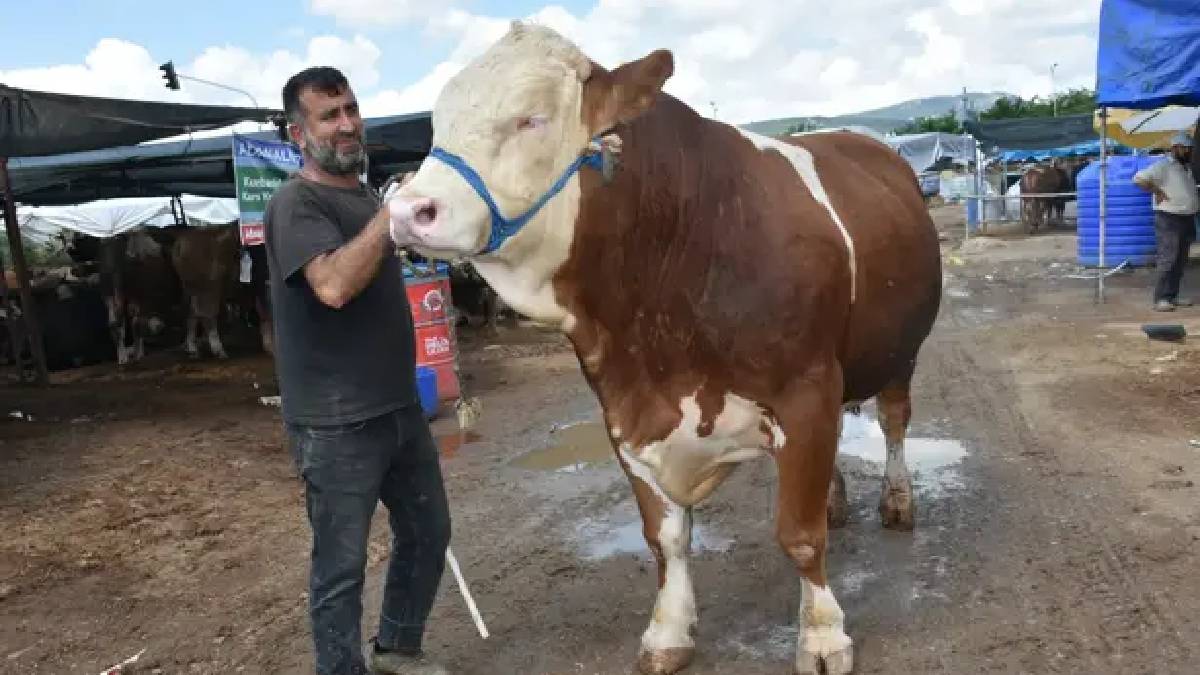 ‘Haso Ağa’ pazarın şampiyonu oldu! 480.000 TL’ye sahibini buldu