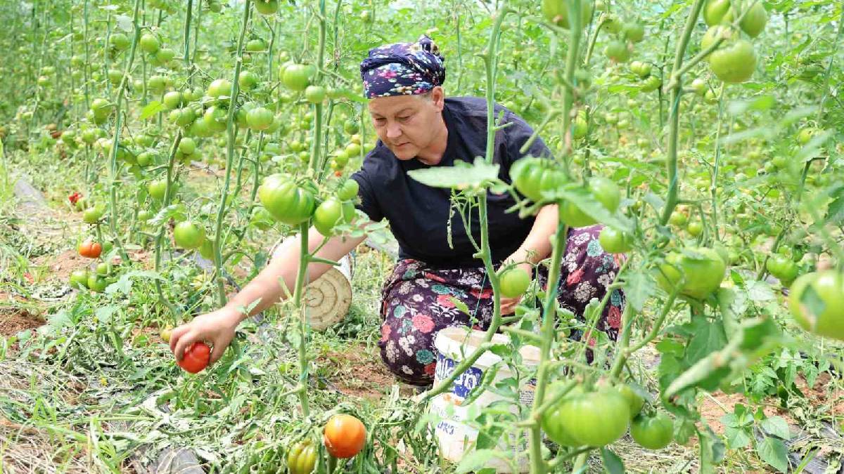Şeklinden dolayı ‘Dangalak’ deniliyor! Hasat başladı, pazarda 100 TL’ye satılıyor