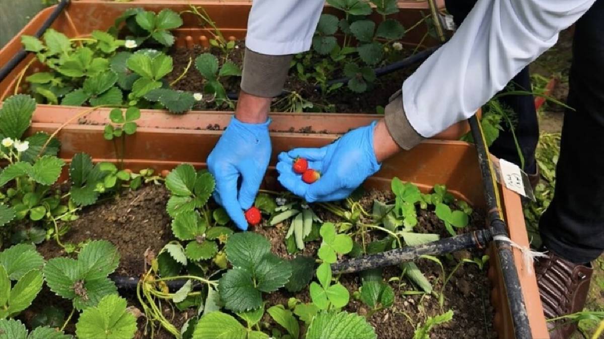 Karadeniz yosunlarından gübre gübreden çilek üretildi! İlk hasat başarıyla yapıldı