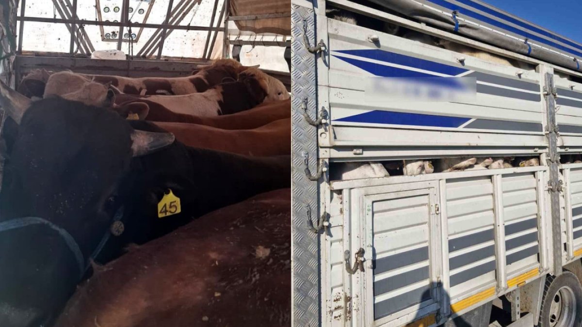 İstanbul’da kaçak kurbanlık operasyonu: 126 hayvana el konuldu, sürücülere 626 bin TL ceza