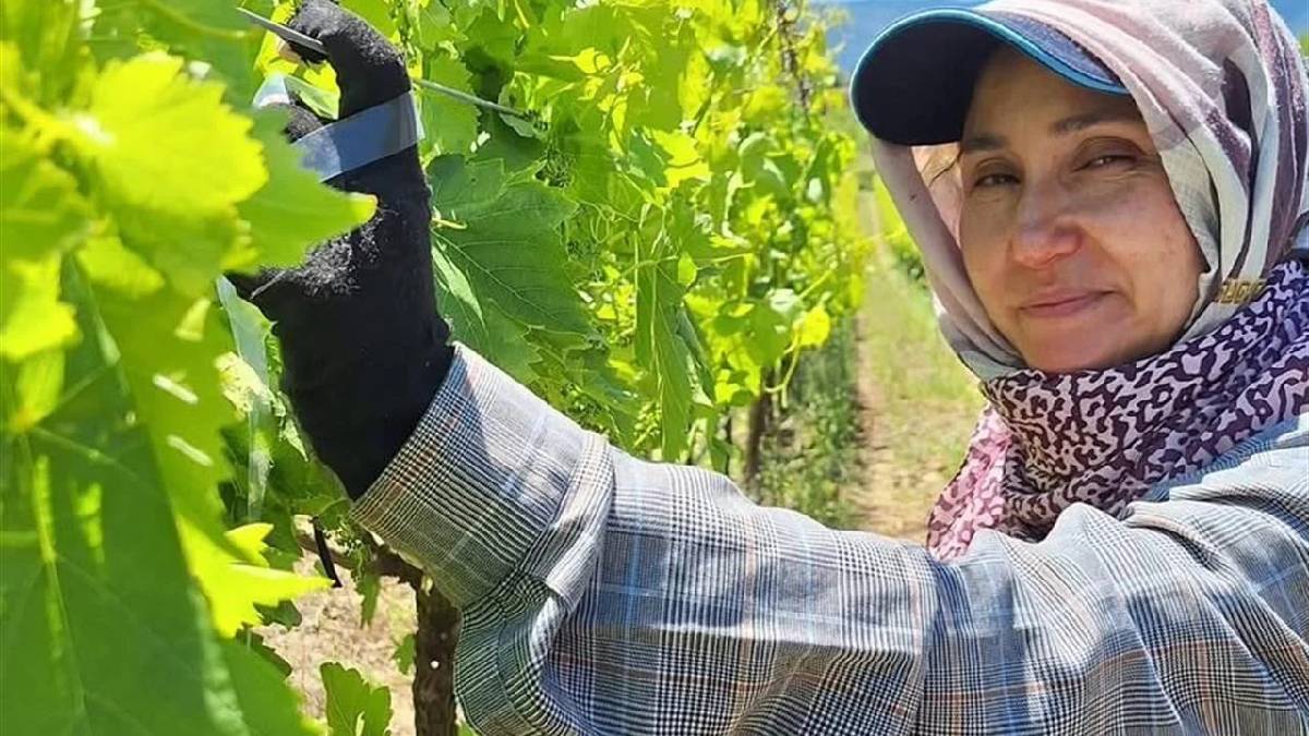 Bayram bitti bağ mesaisi başladı! 9 ayrı çeşit yetişiyor