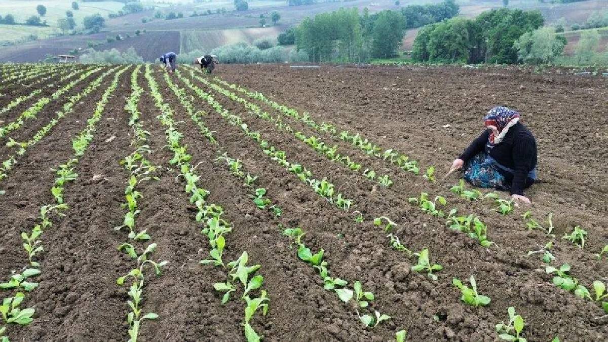 160 haneden 130’unun geçim kaynağı! Tütün bu yıl  ilk kez toprakla buluştu