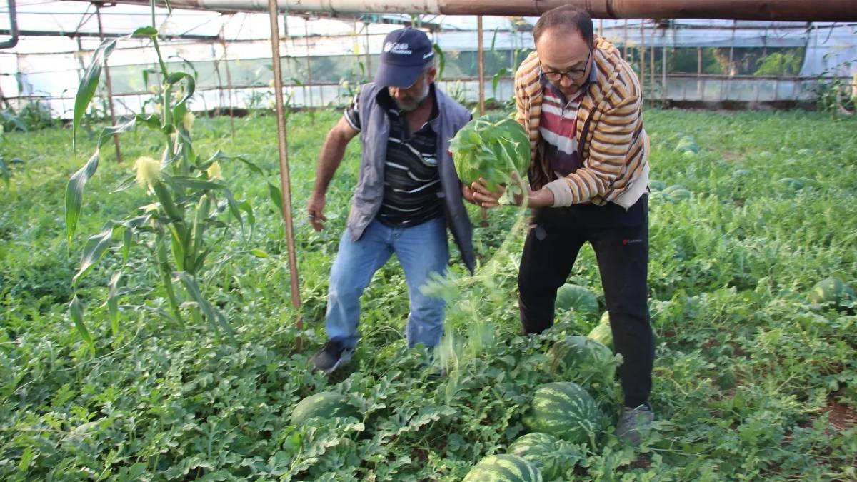 Bu karpuzun fiyatına değil tadına bakılıyor! Sadece tek bir ilçede yetişiyor