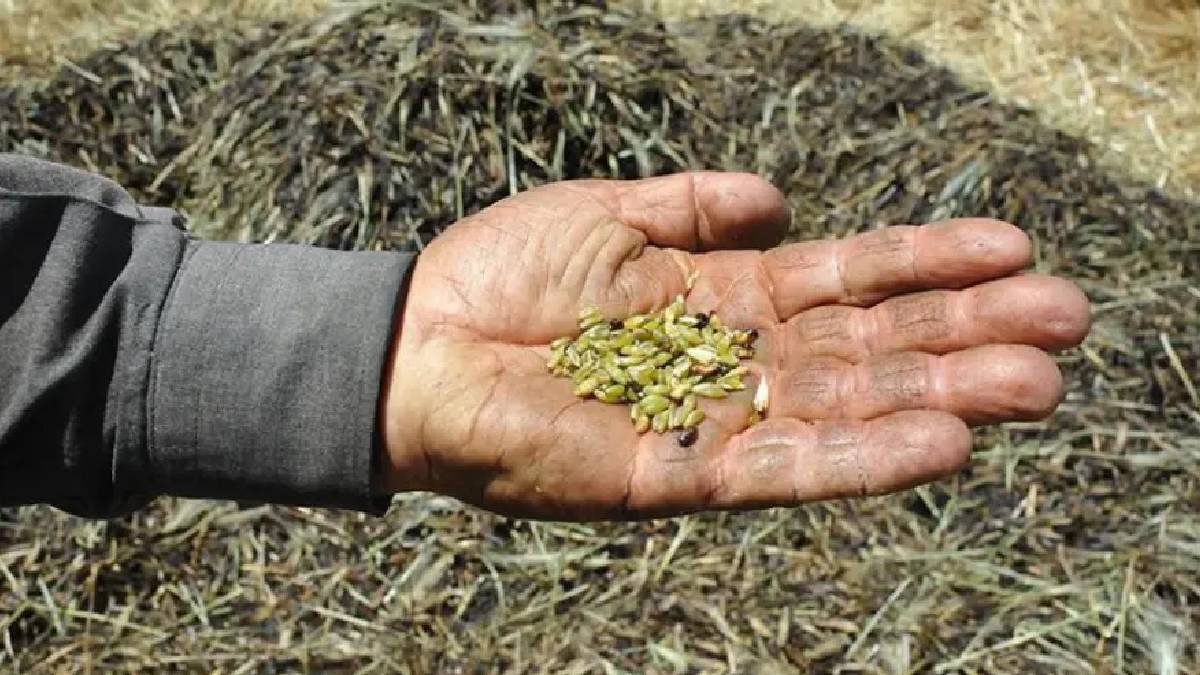 Sadece Mayıs ayının son 10 gününde yapılıyor! ‘Firik’ Arap ülkelerinin vazgeçilmezi oluyor