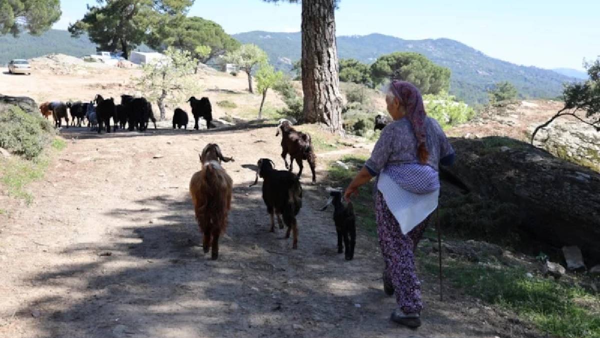 Sürülere sığmayan Beşparmak Dağları bomboş kaldı! 60 yaşında en genç çoban oldu