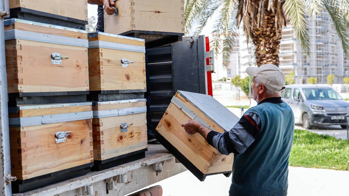 Büyükşehirden arıcılıkla uğraşan üreticilere destek: Dört ilçede 408 kovan dağıtımı yapıldı
