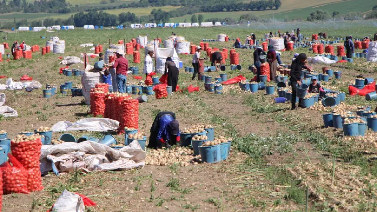 Amasya’da 65 bin dekar tarla kırmızıya döndü! Kilosu 12 TL’den 25 TL’ye kadar çıkıyor