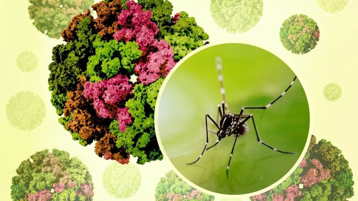 İklim krizinin yeni tehdidi: Chikungunya virüsü kapıda