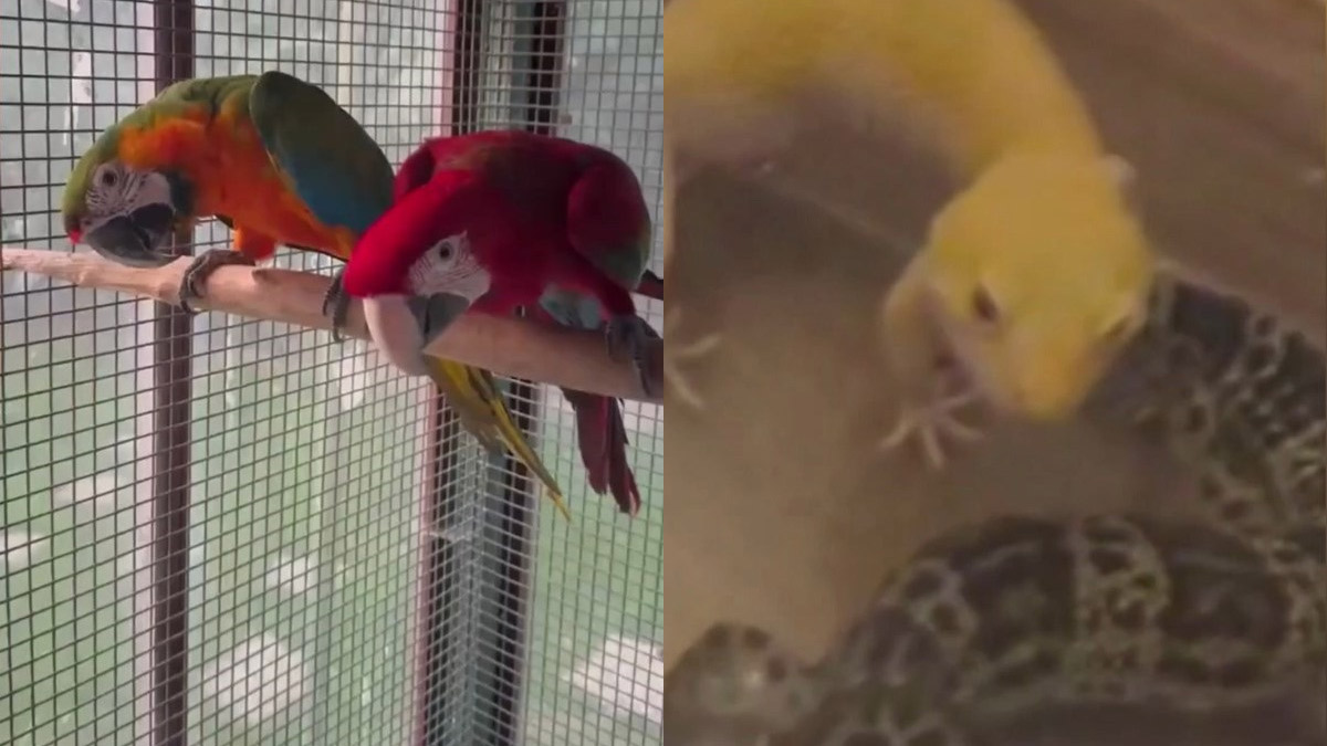 Ev değil hayvanat bahçesi: Makav, kakadu, jako geko, bukalemun, iguana...