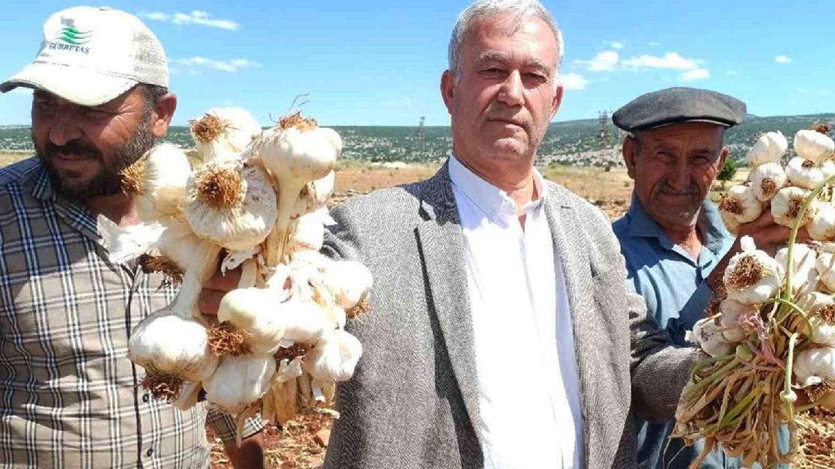 9 aylık bekleyiş sona erdi, hasadı başladı! Araban sarımsağı 30 bin dönümden sofralara gelecek
