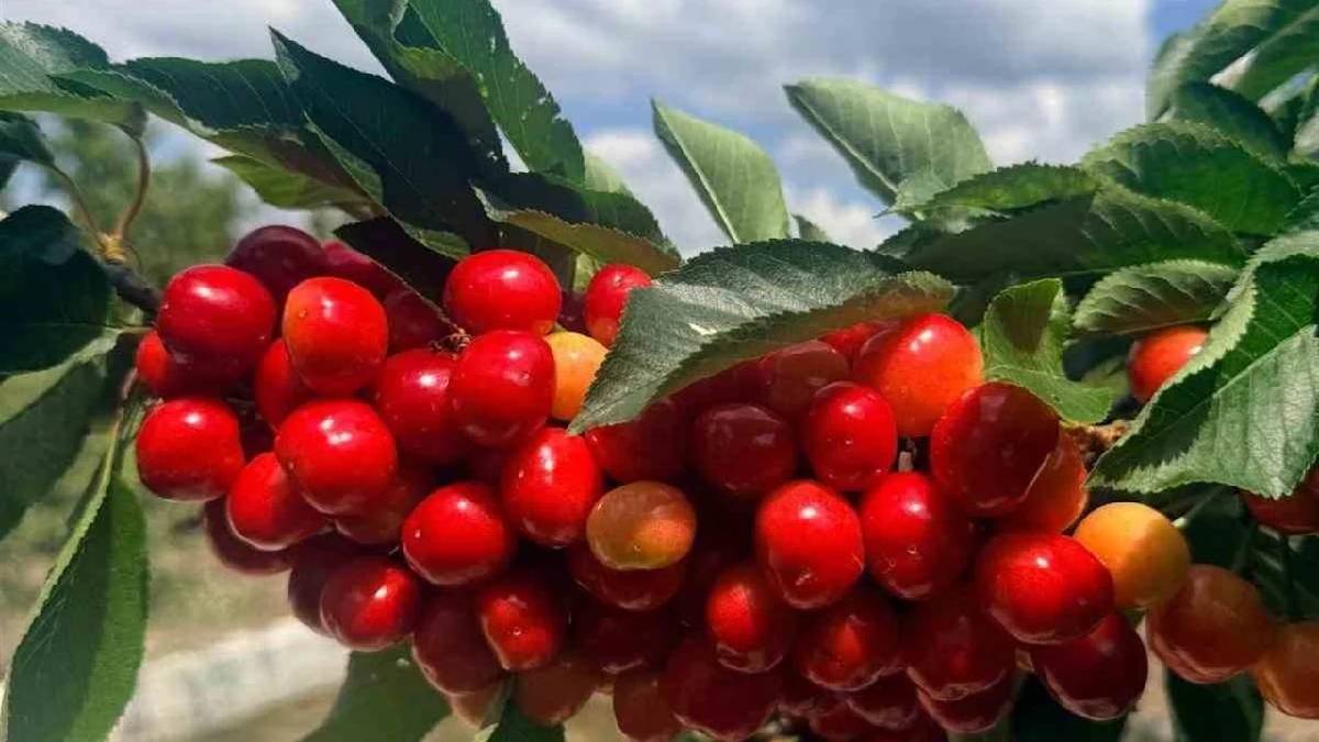 Coğrafi işaretli Honaz Kirazı hasadı başladı! Sadece Türkiye değil dünya pazarına da ulaşacak