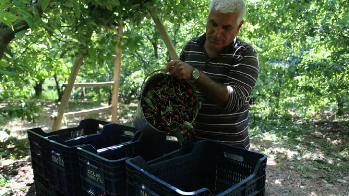 4.000 tonu aşkın rekolte bekleniyor! Dalbastı kirazı hasadı başladı